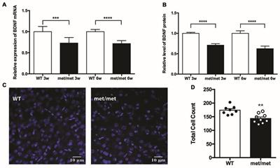 BDNF val66met Polymorphism Impairs Hippocampal Long-Term Depression by Down-Regulation of 5-HT3 Receptors